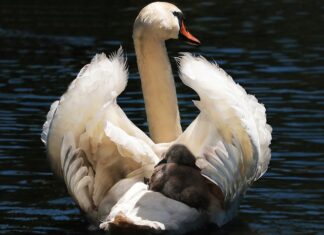 Co zrobić jak dziecko poci się w foteliku?