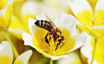 Jak długo trawi się jajecznica?