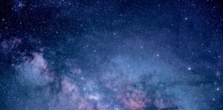 Ile kosztuje badanie krwi u weterynarza?