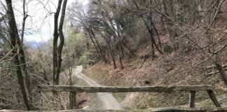 Jaka herbata jest dobra na drogi moczowe?