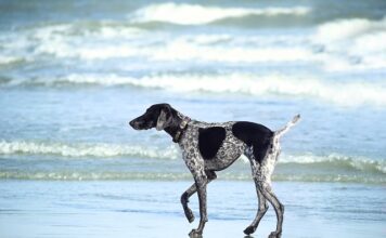 Jakich witamin brakuje przy arytmii?