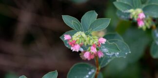 Co rozpuszcza woskowinę w uszach?