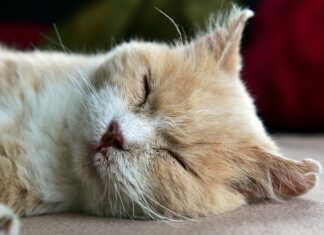 Jak pobudzić leniwe jelita do pracy?